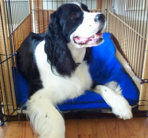 Evaporative Cooling Pet Blanket - keep your Dog Cool