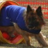 GSD