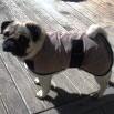 Cool Pug from NZ